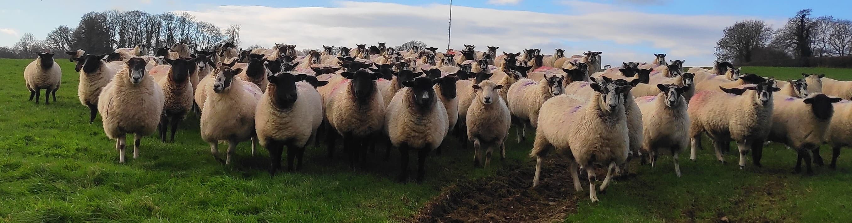 Terms and conditions ewes from the farm