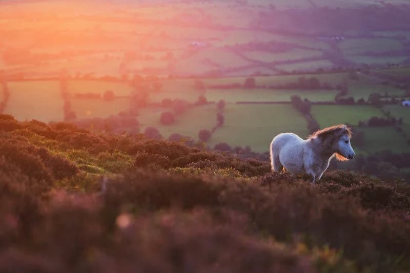 Dartmoor national park