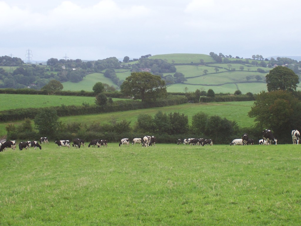 Cows in a field